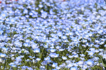 火の山公園、トルコチューリップ園、山口県下関市