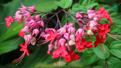 beautiful red Bleeding Heart Vine flower with green leaf