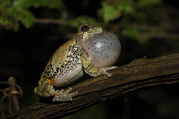 Male gray treefrog (Hyla versicolor) singing for a mate from a tree limb over a pond at night. 