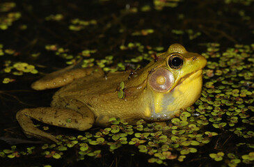 Adult male green frog (Rana clamitans / Lithobates clamitans) singing at night while floating in a pond. 