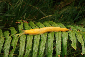 Close-up on the large high yellow Californian banana slug, Ariolimax californicus