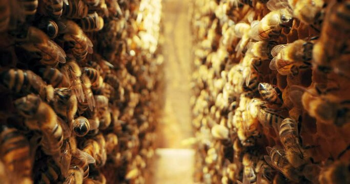 Macro footage bees between honeycomb working busy nsects working on collecting nectar pollen from flowers making delicious tasty honey in beehives. Natural products honey buisness in countryside.