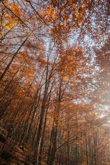 São Lourenço Beech Tree Forest, pathway leaves fall in ground landscape on autumnal background in November, Manteigas, Serra da Estrela, Portugal.