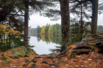 A tree lined shoreline reflects on a calm lake in autumn. Maple Leaf Lake, Algonquin Provincial Park, Ontario, Canada.
