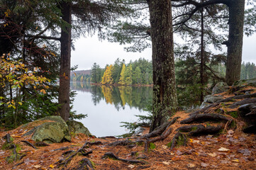 A tree lined shoreline reflects on a calm lake in autumn. Maple Leaf Lake, Algonquin Provincial...