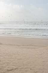 Cloudy and moody sunset in a beach filled with seagulls in Furadouro beach, Ovar, Portugal