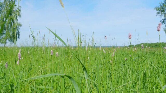 Bistorta officinalis, synonym persicaria bistorta, known as bistort, common bistort. Slow motion.