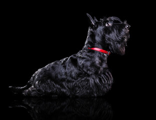 Side view low key  silhouette portrait of a scottish terrier