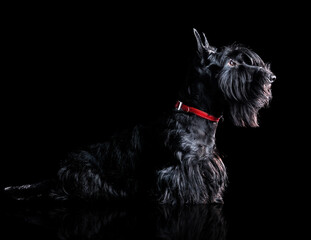 Side view silhouette portrait of a scottish terrier on black background