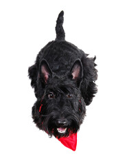 View from the top of a black scottish terrier