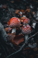 Czerwone muchomory © Norbert