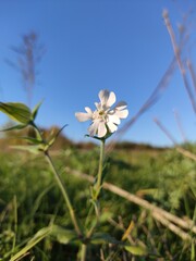 white flower in the field 