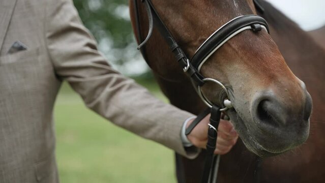 Nose of horse, hair on brown coat, close-up. Peopke holding animal by bridle.
