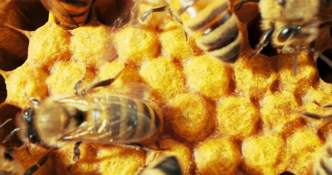 Selective focus macro footage bees on honeycomb working making tasty delicious honey collecting nectar pollen from flowers . Apiculture sericulture concept in countryside .
