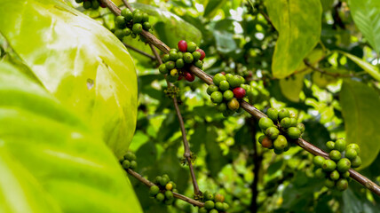 Coffee beans on the tree