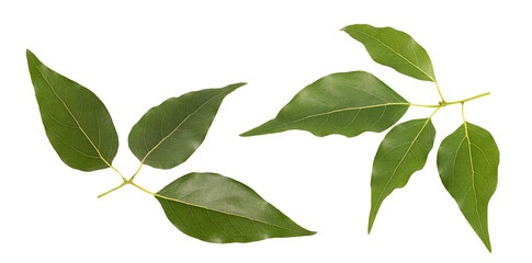 Ngai camphor green leaves on tranparent background.