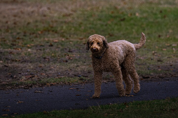2022-10-22 A ADULT GOLDEN DOODLE WALKING DOWN A PATH WITH BRIGHT EYES AND A BLURRED BACKGROUND ON MERCER ISLAND WASHINGTON