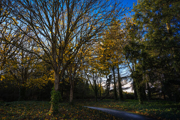 2022-10-22 TREE LINED WALKWAY IN FALL IN THE PACIFIC NORTHWEST ON MERCER ISLAND WASHINGTON