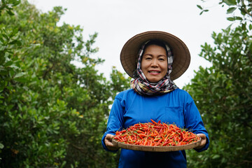  Asian woman is at garden, wears hat,blue shirt, holds tray of red chillies. Concept : Local...