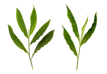 Centotheca lappacea branch green leaves on tranparent bcckground.