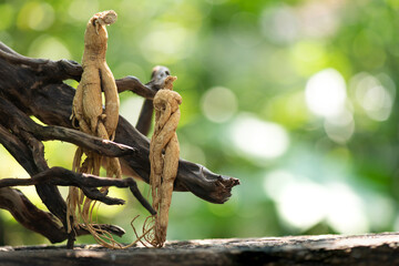 Ginseng or Panax ginseng on bokeh nature background.