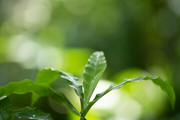 Centotheca lappacea branch green leaves on nature bcckground.