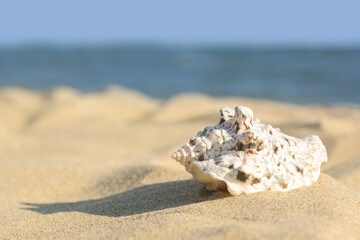 Beautiful seashell on sandy beach near sea, closeup. Space for text