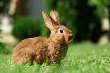 Naklejka na ściany i meble Cute fluffy rabbit on green grass outdoors. Space for text