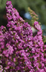 Heather shrub with blooming flowers outdoors, closeup
