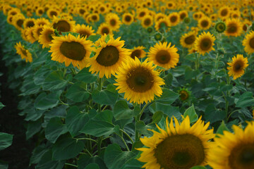 Fototapeta na wymiar Beautiful view of field with blooming sunflowers on summer day