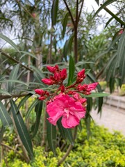 Fototapeta na wymiar Pink Oleander Flower at the park