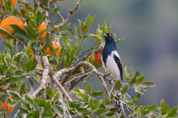 Magpie Tanager