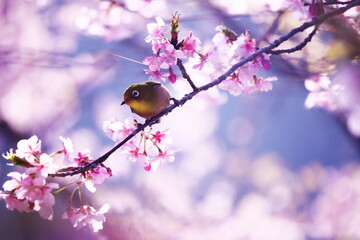 幻想的な美しい桜とメジロ