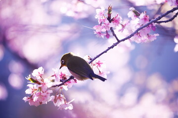 幻想的な美しい桜とメジロ