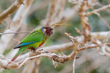 Fototapeta premium Maroon-faced Parakeet