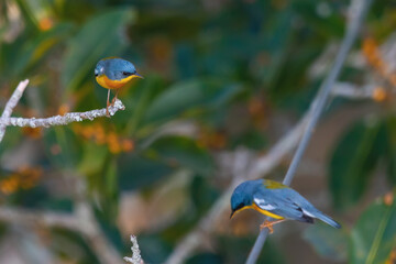 Tropical Parula