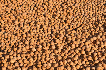 Harvesting and drying of ripe walnuts,
잘익은 호두열매 수확과 건조
