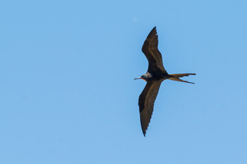 Magnificent Frigatebird