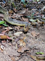 snake in the ground
