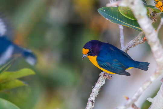 Violaceous Euphonia