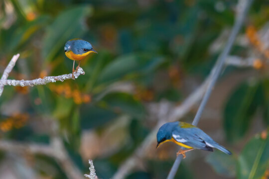 Tropical Parula