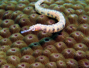 A Schultz pipefish on a brown coral Boracay Island Philippines