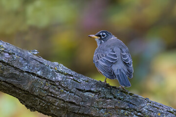 American robin in autumn
