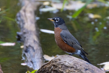 American robin in autumn