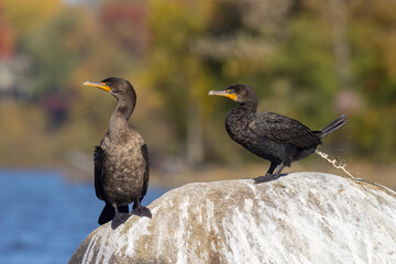 Double-crested cormorant (Nannopterum auritum) in autumn