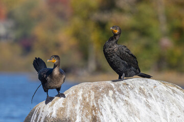 Double-crested cormorant (Nannopterum auritum) in autumn