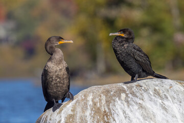Double-crested cormorant (Nannopterum auritum) in autumn