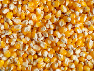 Corn background. Corn grains on the counter. Yellow background from food ingredient. Caloric nutrition.