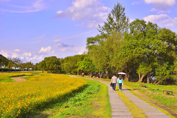 Obraz premium Flower field road by the river full of yellow cosmos, 노랑코스모스가 가득 피어난 강변의 꽃밭길