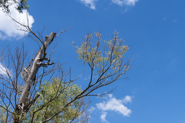 Tree branch with little foliage with a light blue sky in the background.